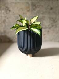 "Wood Indoor Planter ""Bowl"