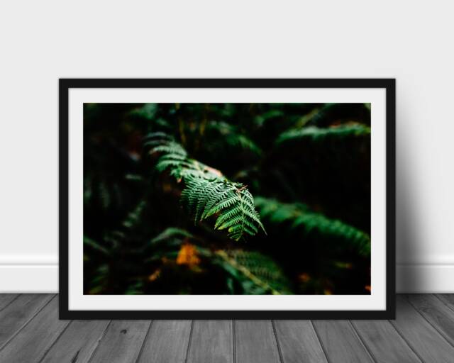 Wall Art - Photography Home Decor Nature Print Fine On Trend Contemporary Print Fern Light