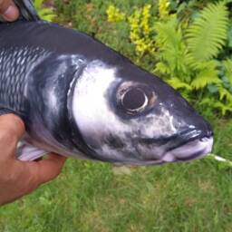 European Sea Bass Pillow, Fisherman Gift, 3D Fish Neck Pillow - thumbnail 2