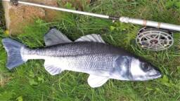 European Sea Bass Pillow, Fisherman Gift, 3D Fish Neck Pillow - thumbnail 1