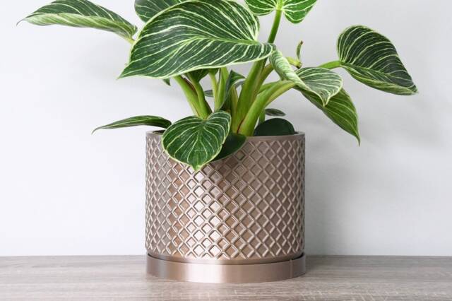 "Carolina Planter With Drainage & Saucer in Champagne Bronze, Lattice 3D-Printed Plant Pot, Small To Large Sizes 4"" 5"" 6"" 7"" 8" - image 1