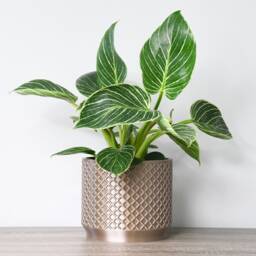 "Carolina Planter With Drainage & Saucer in Champagne Bronze, Lattice 3D-Printed Plant Pot, Small To Large Sizes 4"" 5"" 6"" 7"" 8" - thumbnail 2
