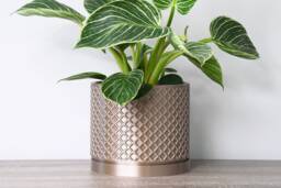 "Carolina Planter With Drainage & Saucer in Champagne Bronze, Lattice 3D-Printed Plant Pot, Small To Large Sizes 4"" 5"" 6"" 7"" 8" - thumbnail 1