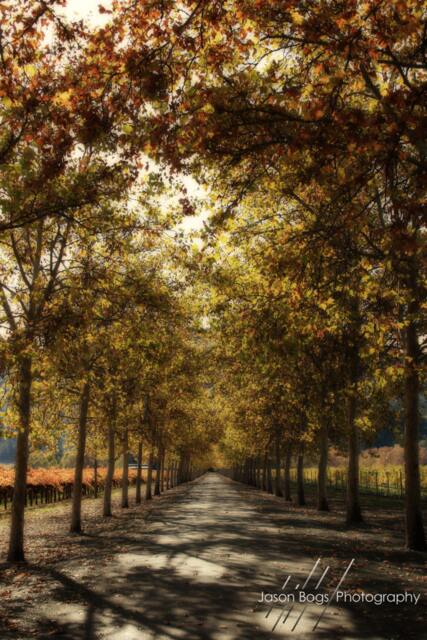 Napa in November - Autumn Colors Bloom On This Valley Road. California Nature Photo - image 1