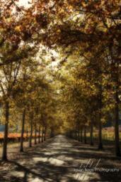 Napa in November - Autumn Colors Bloom On This Valley Road. California Nature Photo - thumbnail 1
