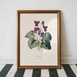 February Violet Birth Flower Print - Vintage Botanical Wall Art, Birthday Gift For Her - thumbnail 1