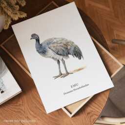 Emu Bird Illustrated Prints, Wall Art With Birds, Australian Wildlife - thumbnail 2