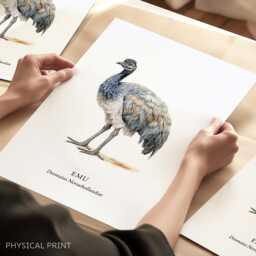 Emu Bird Illustrated Prints, Wall Art With Birds, Australian Wildlife - thumbnail 1