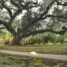 Photograph Early Bird in New Orleans City Park, Large Reaching Live Oaks Covered Spanish Moss, Early Morning Stroll, Meditation Walk - thumbnail 2