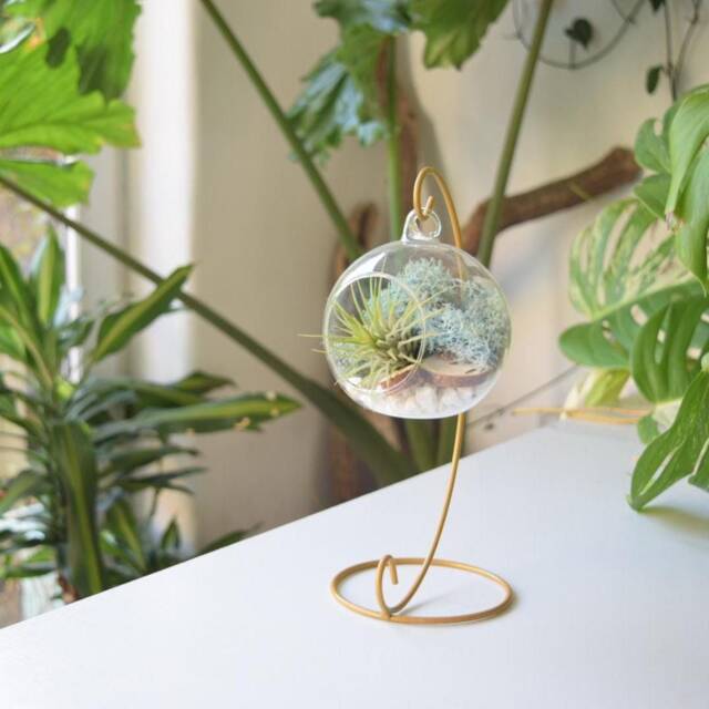 Diy Air Plant Terrarium Kit Gold Stand, Glass Holder, Gardener Gift - image 1