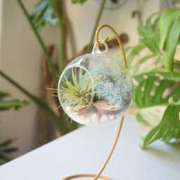 Diy Air Plant Terrarium Kit Gold Stand, Glass Holder, Gardener Gift - thumbnail 3