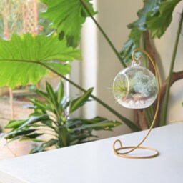 Diy Air Plant Terrarium Kit Gold Stand, Glass Holder, Gardener Gift - thumbnail 2