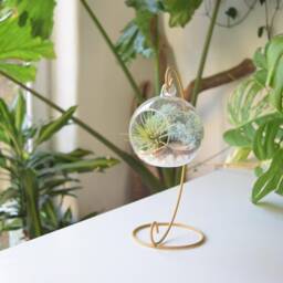 Diy Air Plant Terrarium Kit Gold Stand, Glass Holder, Gardener Gift