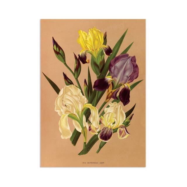 Antique Botanical Art Print Poster Vintage Wall Flowers Floral Iris Nature Leaf Plant Illustration Victorian Herbs Beautiful Elegant A3 - image 1