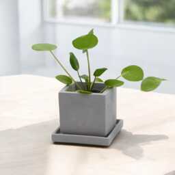 Atelier Ideco - Modern Gray Cube Concrete Planter Box With Draining Holes & Saucer, Nice For Cactus - thumbnail 1