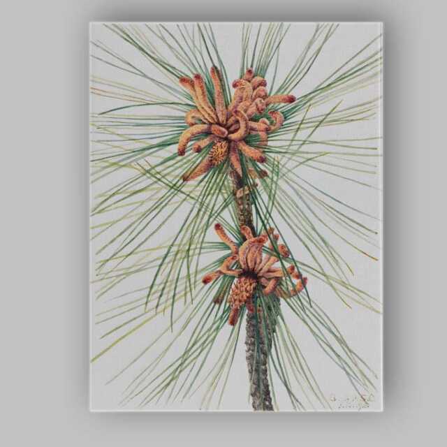 Botanical Pine Needles & Cones Watercolour Illustration Canvas Wall Art Print Decor Picture Ready To Hang - image 1