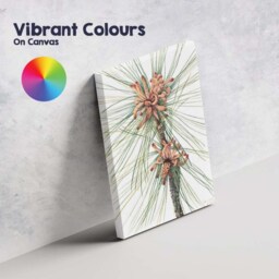 Botanical Pine Needles & Cones Watercolour Illustration Canvas Wall Art Print Decor Picture Ready To Hang - thumbnail 4