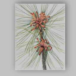 Botanical Pine Needles & Cones Watercolour Illustration Canvas Wall Art Print Decor Picture Ready To Hang - thumbnail 1