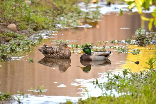 Nursery Wall Art, Animal Ducks Print Poster Canvas, Duck Farm Animals, Prints - image 1