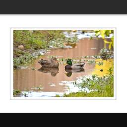 Nursery Wall Art, Animal Ducks Print Poster Canvas, Duck Farm Animals, Prints - thumbnail 2