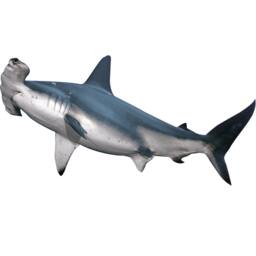 Shark Wall Decal - Hammerhead Art Decor Ocean Wall Peel & Stick Jaws Reusable Fabric Material Vwaq Pas7 - thumbnail 2