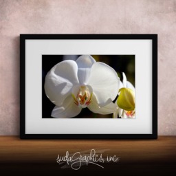 Printable Wall Art White Phalaenopsis Print #wp01, Orchid Decor, Photo Closeup, Art - thumbnail 1