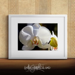 Printable Wall Art White Phalaenopsis Print #wp01, Orchid Decor, Photo Closeup, Art - thumbnail 2