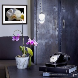 Printable Wall Art White Phalaenopsis Print #wp01, Orchid Decor, Photo Closeup, Art - thumbnail 3