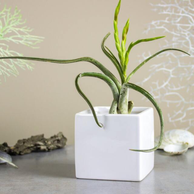 White Square Planter, Cube Ceramic Vase, Modern Succulent Air Plant Cactus Pot - image 1