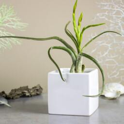 White Square Planter, Cube Ceramic Vase, Modern Succulent Air Plant Cactus Pot - thumbnail 1