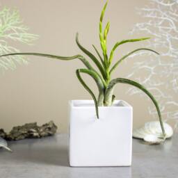 White Square Planter, Cube Ceramic Vase, Modern Succulent Air Plant Cactus Pot - thumbnail 2