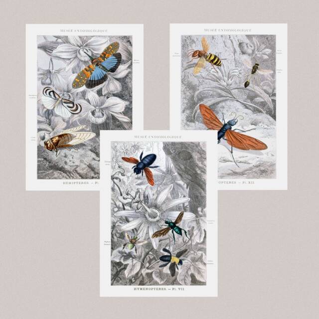 Vintage Entomology Prints Set, Butterflies Bees, Cottagecore Wall Art - image 1