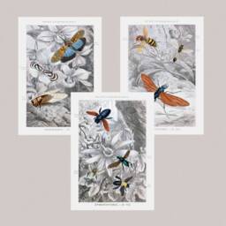 Vintage Entomology Prints Set, Butterflies Bees, Cottagecore Wall Art - thumbnail 1