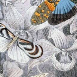 Vintage Entomology Prints Set, Butterflies Bees, Cottagecore Wall Art - thumbnail 3