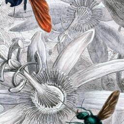 Vintage Entomology Prints Set, Butterflies Bees, Cottagecore Wall Art - thumbnail 2