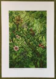 "Jenny Wren - Print From The ""Forest Of Enchantment Oracle" - thumbnail 1