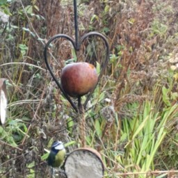 Heart Apple/ Fatball & Coconut Bird Feeder in Waxed Steel - thumbnail 3