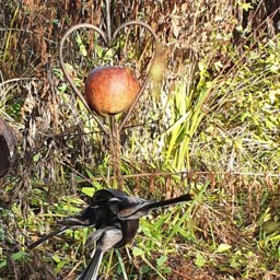 Heart Apple/ Fatball & Coconut Bird Feeder in Waxed Steel - thumbnail 2
