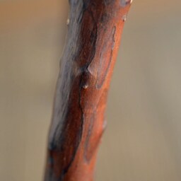 T-Shaped Chair B - thumbnail 4