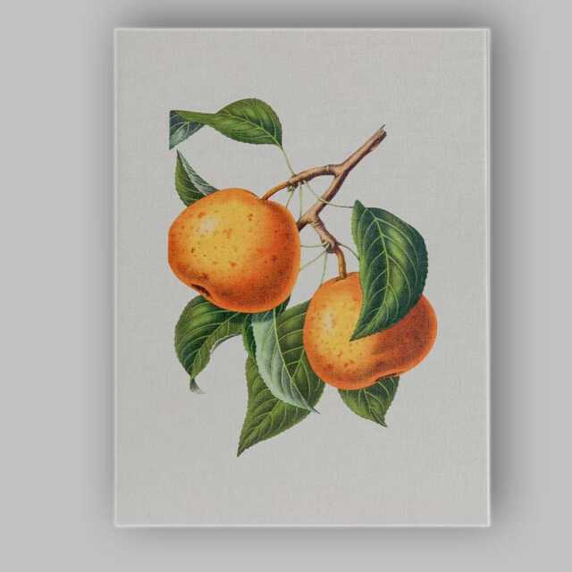 Vintage Apricot Branch Botanical Fruit Illustration Canvas Wall Art Print Decor Picture Ready To Hang - image 1