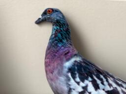 Pigeon Pillow Homeware Gift. Realistic Bird Cushion For Urban Home Decor. Funny Animal Gift Lovers, Kids Quirky Soft Plush Gift - thumbnail 1