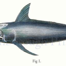 Swordfish Engraving Print Deep Sea Fish Wall Art, Fisherman's Gift - thumbnail 3