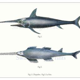 Swordfish Engraving Print Deep Sea Fish Wall Art, Fisherman's Gift - thumbnail 2