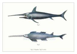 Swordfish Engraving Print Deep Sea Fish Wall Art, Fisherman's Gift - thumbnail 1
