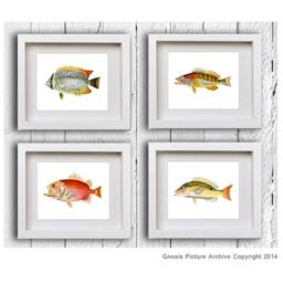 Tropical Fish Wall Art Decor For Bathroom Set Of 4 Unframed Tropical Fish Bathroom Decor - thumbnail 3