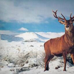 "Pillowcase Photo Print/Print, ""Deer 2" - thumbnail 2