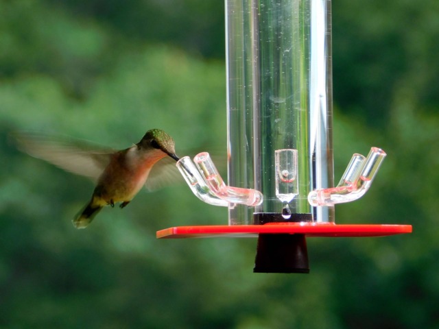 Hummingbird Feeder Hb-1 By Peter's Feeders The Unique Design Let's You Actually See The Birds Drinking - image 1