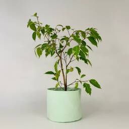 Handmade Peppermint Green Velvet Plant Pot Cover, Reclaimed Fabric - thumbnail 2