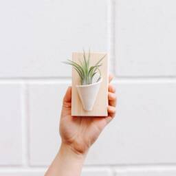 Ceramic Wall Planter, Tiny By Carter + Rose - thumbnail 2