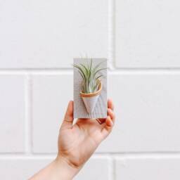 Ceramic Wall Planter, Tiny By Carter + Rose - thumbnail 3